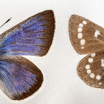 Picture of the top and bottom of a Xerces Blue Butterfly (Glaucopsyche xerces). On the left, the butterfly is positioned so that the top side is showing. The wings have a blue-to-purple gradient color, and the body is fuzzy and black. On the right, the butterfly is positioned so its bottom side is showing. It appears mostly brown, with white spots throughout.